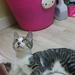 [고양이] 버려진채 아무나 졸졸 따라갔던 순딩이 호야의 가족이 되어주세요...