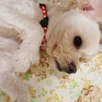 [동물사랑방] 강아지를찾습니다..꼭한번씩봐주세요