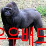 [우우<b>배드</b>] 우우<b>배드</b>