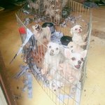 [도와주세요] [구조소식] 번식장에서 11천사들을 구조하였습니다...