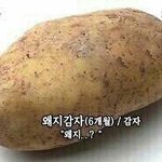 얓채랑 <b>채소</b>랑 뭐가달르ㅏㅑ??????????