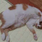 나의 동거남 <b>도칠</b>이 내 사랑