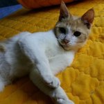 [동행세상] 2개월무렴 양파망에 묶여 버려진 고양이 망고..