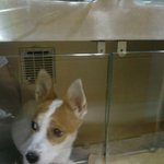 [동행세상] 축복받지 못한채 태어난 믹스견 하트와 <b>리버</b>.