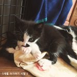 [고양이] 블마와 아깽이 가족 찾아요 (<b>버</b>미/남/4.20생)
