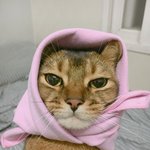 [고양이] 부부와 함께하는 동거묘 세마리 7 - 평온한 일상