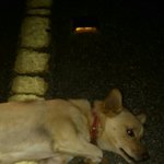 [도와주세요] <b>로드킬</b>을 하고도 뻔뻔한 인간들