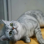 [홈인테리어] 이거슨 고양이 <b>집사들</b> 꼭 봐야할 각..,