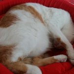 나의 동거남 도칠이는 밤에 피는 ?