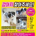 [블랙시추] 충남 <b>예산</b>에서 꼼지라는 블랙 시츄를 잃어버렷습니다....