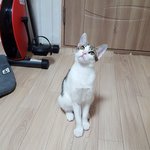 한마디로 표현할 수 없는 다중이 <b>미묘</b> 엘사의 가족이 되어주세요.