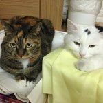 우리집 귀염<b>둥이</b> 별이옹이