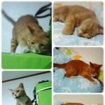 [고양이] 새로운 가족이 생겼어요~