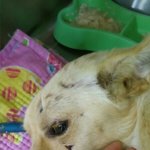 [도와주세요] <b>로드킬</b> 아이 소식 입니다.