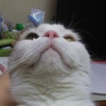 우리<b>집</b> 고양이 <b>사진</b>찍는다고 하면 계속피하는데