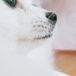 우리<b>집</b>은..<b>털</b>로 뒤덥혔어ㅠㅠ