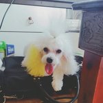 [강아지] 울 멍뭉씨 오늘 <b>미용</b>했는데....