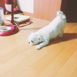 [그냥] 울집강아지 포즈왜저래 ㅋㅋ