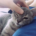 [고양이] 우리집 동거묘 캣초딩 지지-2탄