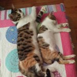 [고양이] 말성꾸러기들~z z z z