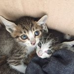 <b>남동</b>공단 길냥이를 도와주세요 제발부탁드립니다.