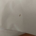 [댓글부탁해] <b>아리따움</b> 섀딩 벌레