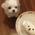 [눈<b>정화</b>] 졸귀 강아지짤털한다