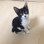 [퐁타네] 퐁타네는 <b>임보</b> 중 3탄