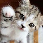 난쟁아 보고<b>시포</b>