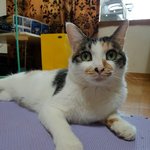 [<b>동행</b>세상] 교통사고로 하반신 골절상태로 구조된 길냥이 수니.