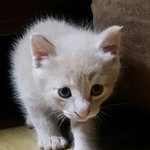 파스텔기다리신분들께