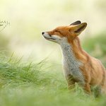 사진으로 담기 벅찬 '<b>야생</b>'