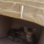 [EXO] 고양이 주웠다는 앤데 사진여기