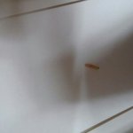 [꼭봐주세요] 사진有) 파리바게뜨 롤빵에서 애벌레