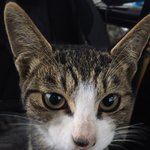 [고양이] 길고양이와의 인연 그리고 모금중