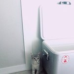 [고양이] 우리집 동거묘 캣초딩 지지- 3탄!