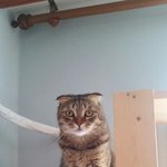 [고양이] 빵꼬네