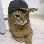 [고양이] 부부와 함께하는 동거묘 세마리 8 - 냥 투더 스웩