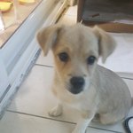 후기)길에서 강아지를 주웠습니다