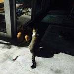 고양이죽일려고 <b>쥐덫</b>을 설치하는게 당연한건가요??