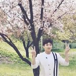 [EXO] 벚꽃....시우민...그리고 나