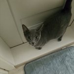[고양이] 사람냥이 <b>타로</b>