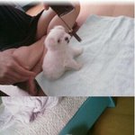 [강아지] 제 반려견을 소개해요