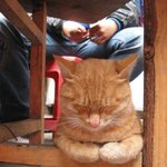 <b>기면증</b> 의심 되는 고양이들
