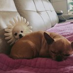 아홉살견생. <b>동거남</b>이생겼다2