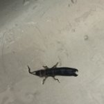 ㅜㅜ이벌레는 뭔가요ㅠㅠ??