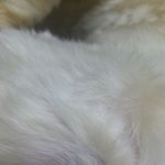 [도와주세요] 강아지 피부가 이상해요(<b>사진o</b>)