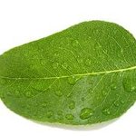 투명한 <b>니</b> <b>몸</b>에 안기고 싶어