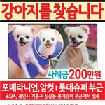 [강아지실종] 경기도 용인시 신갈동 강아지를 찾습니다. 사례금 200만원