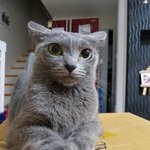 [고양이] <b>타로</b> 2번째